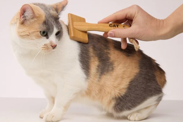 cat-brush